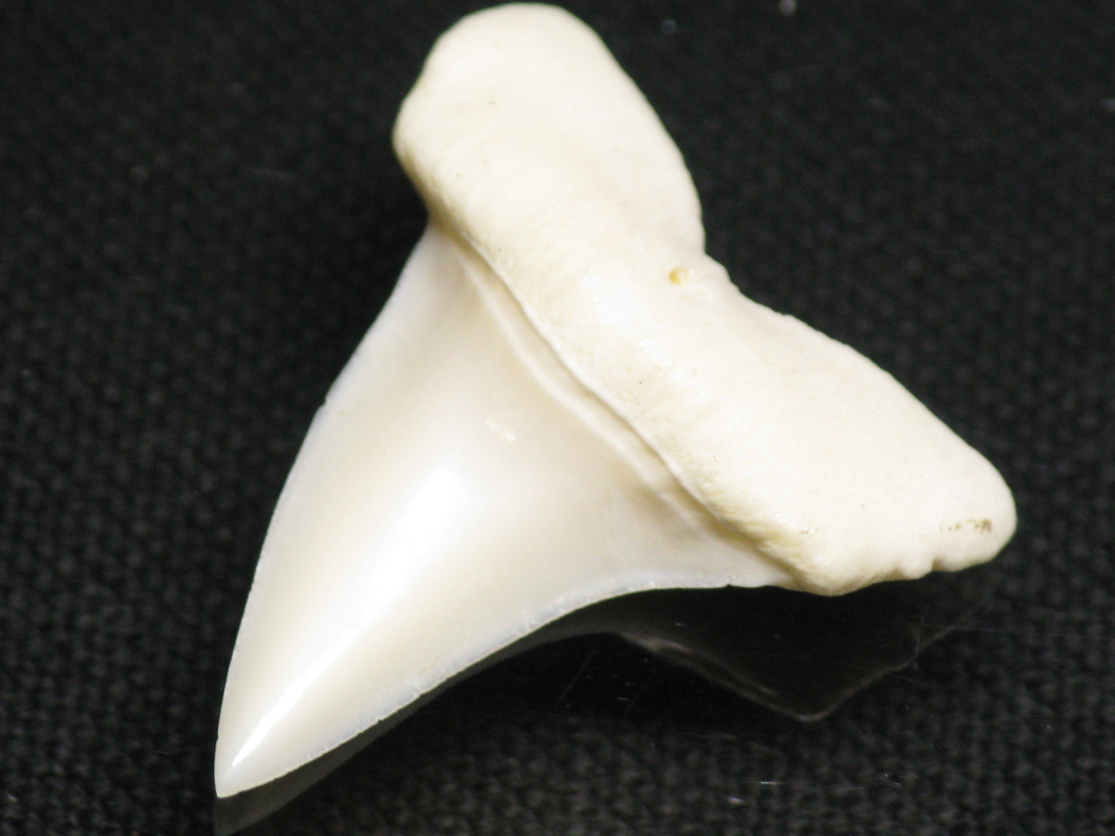 TOKO-BEADS |PB012-04 サメの歯（アオザメ L） 28mm