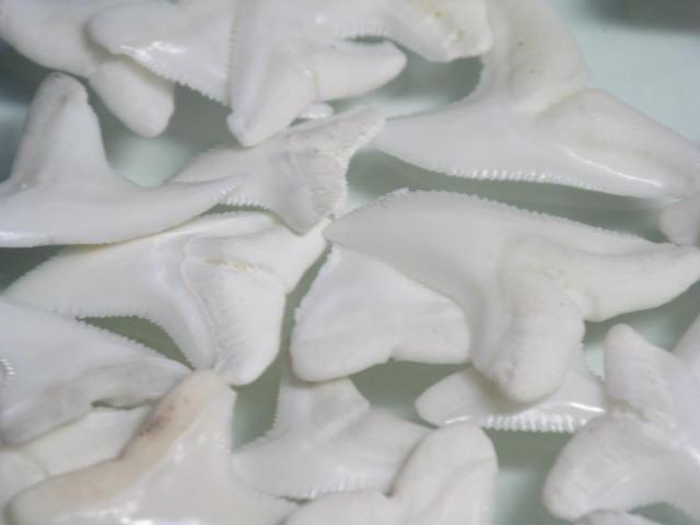 | TOKO-BEADS |PB009-91 サメの歯（メジロザメ）Sサイズ１０ｇ   15~15mmとんぼ玉,ビーズ,トンボ玉,アジア,インド,エスニック,手作り,パーツ,アクセサリー