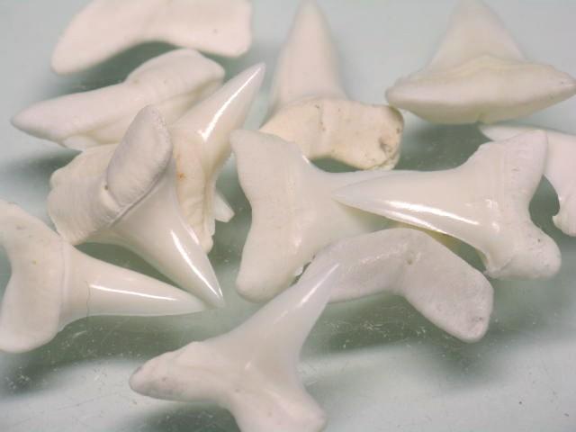 | TOKO-BEADS |PB009-94 サメの歯（アオザメ）Sサイズ１０ｇ 15mmとんぼ玉,ビーズ,トンボ玉,アジア,インド,エスニック,手作り,パーツ,アクセサリー