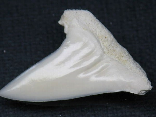 PB012-62サメの歯（アオザメ Ｌ）34mm (5622935781528)