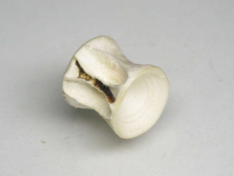 TOKO-BEADS AB138-09 Fish Bone bead (L) 11mm AB138-09 フィシュボーンビーズ(L) 11mm Asian bead & African bead  Handmade,Lampeork,bead,asia,india,ethnic,parts,accessory,beads とんぼ玉,ビーズ,トンボ玉,アジア,インド,エスニック,手作り,パーツ,アクセサリー