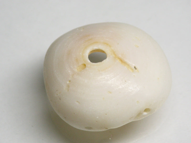 TOKO-BEADS AB189-23 Puka shell 23.5mm AB189-23 プカシェル 23.5mm Asian bead & African bead  Handmade,Lampeork,bead,asia,india,ethnic,parts,accessory,beads とんぼ玉,ビーズ,トンボ玉,アジア,インド,エスニック,手作り,パーツ,アクセサリー