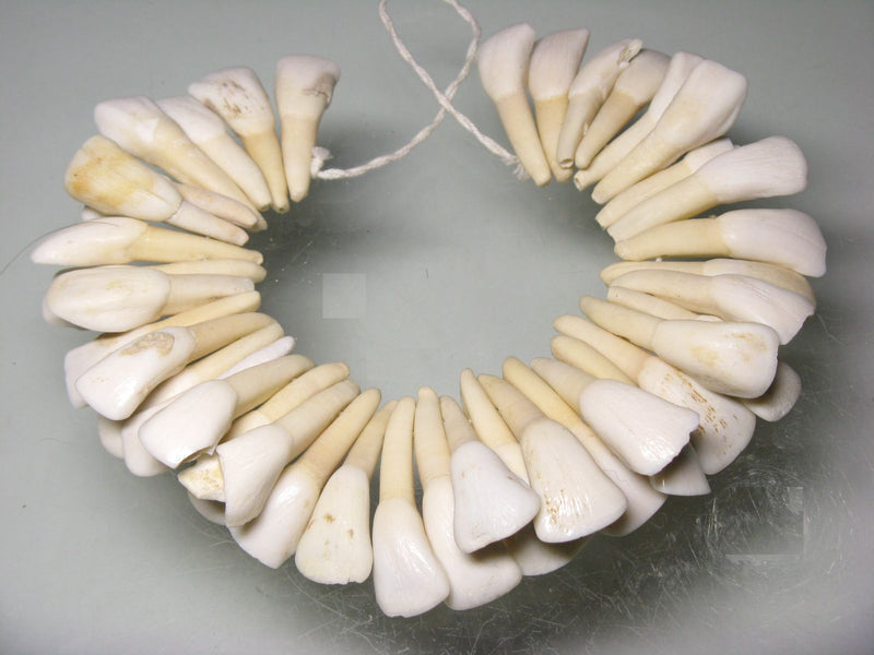 TOKO-BEADS AB201-02N Buff Tooth (strand)  35~40mm AB201-02N 水牛の歯（連）  35~40mm Asian bead & African bead  Handmade,Lampeork,bead,asia,india,ethnic,parts,accessory,beads とんぼ玉,ビーズ,トンボ玉,アジア,インド,エスニック,手作り,パーツ,アクセサリー