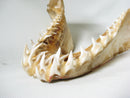 TOKO-BEADS AB301-01 Shark Jaw (Mako Shark) 320mm AB301-01 サメの顎（マコシャーク） 320mmAB301-01 Shark Jaw (Mako Shark) 320mmHandmade,Lampeork,bead,asia,india,ethnic,parts,accessory,beads| TOKO-BEADS |AB301-01 Shark Jaw (Mako Shark) 320mm Asian bead & African bead  Handmade,Lampeork,bead,asia,india,ethnic,parts,accessory,beads とんぼ玉,ビーズ,トンボ玉,アジア,インド,エスニック,手作り,パーツ,アクセサリー