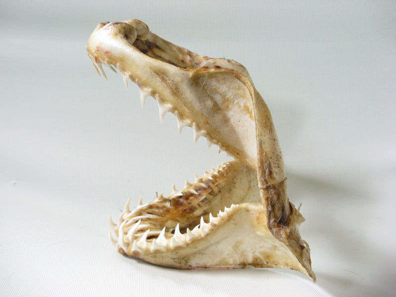 TOKO-BEADS |AB301-01 Shark Jaw (Mako Shark) 320mm