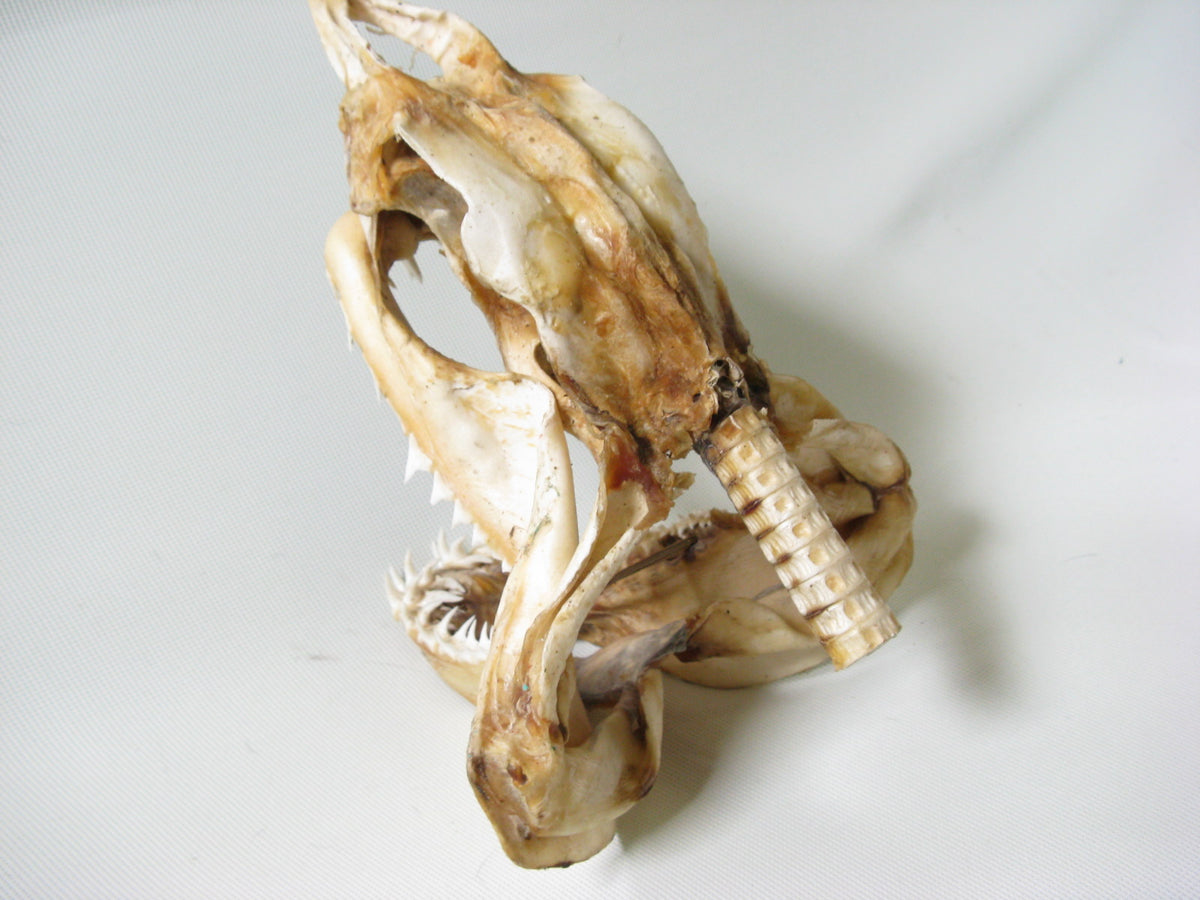 AB301-02DDDD_1200x.jpg?v=
