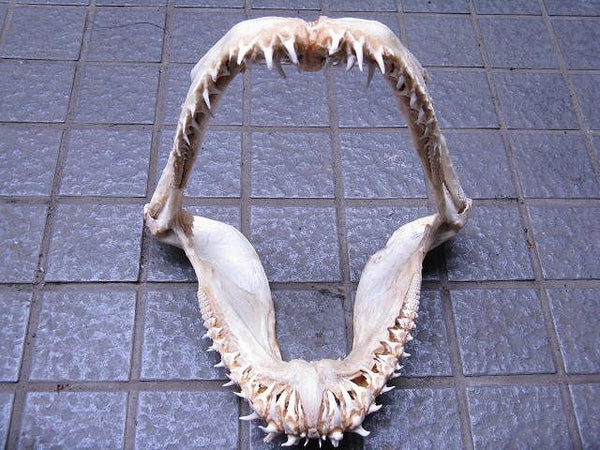 TOKO-BEADS |AB301-10 サメの顎（マコシャーク） 320mm