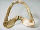 TOKO-BEADS AB301-16 Shark Jaw (Sand Tiger Shark) 320mm AB301-16 サメの顎（シロワニザメ） 320mm Asian bead & African bead  Handmade,Lampeork,bead,asia,india,ethnic,parts,accessory,beads とんぼ玉,ビーズ,トンボ玉,アジア,インド,エスニック,手作り,パーツ,アクセサリー