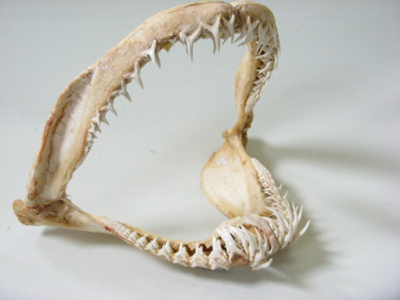 | TOKO-BEADS |AB301-16 サメの顎（シロワニザメ） 320mmとんぼ玉,ビーズ,トンボ玉,アジア,インド,エスニック,手作り,パーツ,アクセサリー