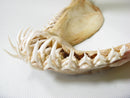 TOKO-BEADS AB301-16 Shark Jaw (Sand Tiger Shark) 320mm AB301-16 サメの顎（シロワニザメ） 320mm Asian bead & African bead  Handmade,Lampeork,bead,asia,india,ethnic,parts,accessory,beads とんぼ玉,ビーズ,トンボ玉,アジア,インド,エスニック,手作り,パーツ,アクセサリー