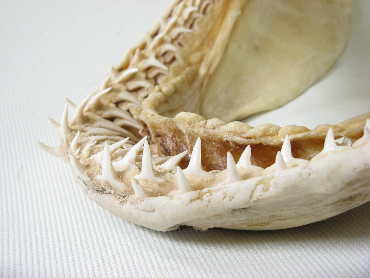 TOKO-BEADS |AB301-17 サメの顎（マコシャーク） 320mm