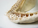 TOKO-BEADS AB301-17 Shark Jaw (Mako Shark) 320mm AB301-17 サメの顎（マコシャーク） 320mm Asian bead & African bead  Handmade,Lampeork,bead,asia,india,ethnic,parts,accessory,beads とんぼ玉,ビーズ,トンボ玉,アジア,インド,エスニック,手作り,パーツ,アクセサリー