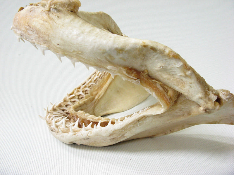 TOKO-BEADS AB301-17 Shark Jaw (Mako Shark) 320mm AB301-17 サメの顎（マコシャーク） 320mm Asian bead & African bead  Handmade,Lampeork,bead,asia,india,ethnic,parts,accessory,beads とんぼ玉,ビーズ,トンボ玉,アジア,インド,エスニック,手作り,パーツ,アクセサリー