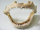 TOKO-BEADS AB301-17 Shark Jaw (Mako Shark) 320mm AB301-17 サメの顎（マコシャーク） 320mm Asian bead & African bead  Handmade,Lampeork,bead,asia,india,ethnic,parts,accessory,beads とんぼ玉,ビーズ,トンボ玉,アジア,インド,エスニック,手作り,パーツ,アクセサリー