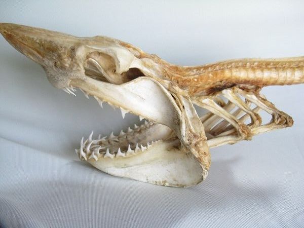 | TOKO-BEADS |AB301-21 サメの頭骨（マコシャーク） 250mmとんぼ玉,ビーズ,トンボ玉,アジア,インド,エスニック,手作り,パーツ,アクセサリー