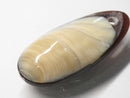 TOKO-BEADS | TOKO-BEADS |AB303-01 アコヤ貝チャーム（在庫限り） 33mm | TOKO-BEADS |AB303-01 Shell Charm (Final stock) 33mm Asian bead & African bead  Handmade,Lampeork,bead,asia,india,ethnic,parts,accessory,beads とんぼ玉,ビーズ,トンボ玉,アジア,インド,エスニック,手作り,パーツ,アクセサリー