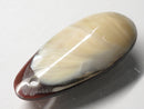 TOKO-BEADS | TOKO-BEADS |AB303-01 アコヤ貝チャーム（在庫限り） 33mm | TOKO-BEADS |AB303-01 Shell Charm (Final stock) 33mm Asian bead & African bead  Handmade,Lampeork,bead,asia,india,ethnic,parts,accessory,beads とんぼ玉,ビーズ,トンボ玉,アジア,インド,エスニック,手作り,パーツ,アクセサリー