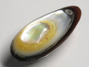 TOKO-BEADS | TOKO-BEADS |AB303-05 アコヤ貝チャーム（在庫限り） 33mm | TOKO-BEADS |AB303-05 Shell Charm (Final stock) 33mm Asian bead & African bead  Handmade,Lampeork,bead,asia,india,ethnic,parts,accessory,beads とんぼ玉,ビーズ,トンボ玉,アジア,インド,エスニック,手作り,パーツ,アクセサリー