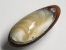 TOKO-BEADS | TOKO-BEADS |AB303-06 アコヤ貝チャーム（在庫限り） 33mm | TOKO-BEADS |AB303-06 Shell Charm (Final stock) 33mm Asian bead & African bead  Handmade,Lampeork,bead,asia,india,ethnic,parts,accessory,beads とんぼ玉,ビーズ,トンボ玉,アジア,インド,エスニック,手作り,パーツ,アクセサリー