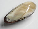 TOKO-BEADS | TOKO-BEADS |AB303-34 アコヤ貝チャーム（在庫限り） 33mm | TOKO-BEADS |AB303-34 Shell Charm (Final stock) 33mm Asian bead & African bead  Handmade,Lampeork,bead,asia,india,ethnic,parts,accessory,beads とんぼ玉,ビーズ,トンボ玉,アジア,インド,エスニック,手作り,パーツ,アクセサリー