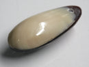 TOKO-BEADS | TOKO-BEADS |AB303-36 アコヤ貝チャーム（在庫限り） 33mm | TOKO-BEADS |AB303-36 Shell Charm (Final stock) 33mm Asian bead & African bead  Handmade,Lampeork,bead,asia,india,ethnic,parts,accessory,beads とんぼ玉,ビーズ,トンボ玉,アジア,インド,エスニック,手作り,パーツ,アクセサリー