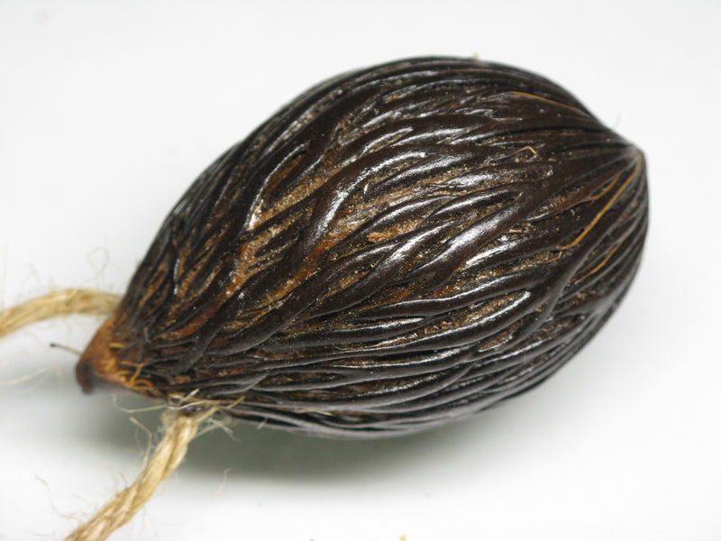 TOKO-BEADS AW207-25 Nuts & Seeds Charm 50~51mm AW207-25 木の実・豆チャーム 50~51mm Asian bead & African bead  Handmade,Lampeork,bead,asia,india,ethnic,parts,accessory,beads とんぼ玉,ビーズ,トンボ玉,アジア,インド,エスニック,手作り,パーツ,アクセサリー