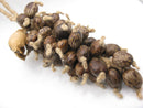 TOKO-BEADS AW207-92N Botanical seed ornament L:30Cmmm AW207-92N 木の実のオーナメント L:30Cmmm Asian bead & African bead  Handmade,Lampeork,bead,asia,india,ethnic,parts,accessory,beads とんぼ玉,ビーズ,トンボ玉,アジア,インド,エスニック,手作り,パーツ,アクセサリー