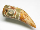 TOKO-BEADS EZ011-01 Tibetan Agate Tooth Pendant 13.5mm EZ011-01 チベタンアゲートペンダント 13.5mm Asian bead & African bead  Handmade,Lampeork,bead,asia,india,ethnic,parts,accessory,beads とんぼ玉,ビーズ,トンボ玉,アジア,インド,エスニック,手作り,パーツ,アクセサリー