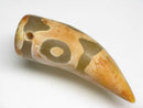 TOKO-BEADS EZ011-12 Tibetan Agate Tooth Pendant 13mm EZ011-12 チベタンアゲートペンダント 13mm Asian bead & African bead  Handmade,Lampeork,bead,asia,india,ethnic,parts,accessory,beads とんぼ玉,ビーズ,トンボ玉,アジア,インド,エスニック,手作り,パーツ,アクセサリー