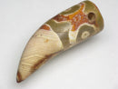 TOKO-BEADS EZ011-14 Tibetan Agate Tooth Pendant 12.5mm EZ011-14 チベタンアゲートペンダント 12.5mm Asian bead & African bead  Handmade,Lampeork,bead,asia,india,ethnic,parts,accessory,beads とんぼ玉,ビーズ,トンボ玉,アジア,インド,エスニック,手作り,パーツ,アクセサリー