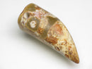 TOKO-BEADS EZ011-23 Tibetan Agate Tooth Pendant 13.5mm EZ011-23 チベタンアゲートペンダント 13.5mm Asian bead & African bead  Handmade,Lampeork,bead,asia,india,ethnic,parts,accessory,beads とんぼ玉,ビーズ,トンボ玉,アジア,インド,エスニック,手作り,パーツ,アクセサリー