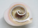 TOKO-BEADS | TOKO-BEADS |PB005-07 シェルチャーム 24~26mm | TOKO-BEADS |PB005-07 Shell Charm 24~26mm Asian bead & African bead  Handmade,Lampeork,bead,asia,india,ethnic,parts,accessory,beads とんぼ玉,ビーズ,トンボ玉,アジア,インド,エスニック,手作り,パーツ,アクセサリー
