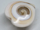 TOKO-BEADS | TOKO-BEADS |PB005-07 シェルチャーム 24~26mm | TOKO-BEADS |PB005-07 Shell Charm 24~26mm Asian bead & African bead  Handmade,Lampeork,bead,asia,india,ethnic,parts,accessory,beads とんぼ玉,ビーズ,トンボ玉,アジア,インド,エスニック,手作り,パーツ,アクセサリー