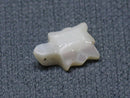 TOKO-BEADS PB005-47 Shell Charm 11mm PB005-47 シェルチャーム（カメ） 11mm Asian bead & African bead  Handmade,Lampeork,bead,asia,india,ethnic,parts,accessory,beads とんぼ玉,ビーズ,トンボ玉,アジア,インド,エスニック,手作り,パーツ,アクセサリー