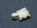 TOKO-BEADS PB005-48 Shell Charm 14mm PB005-48 シェルチャーム（カメ） 14mm Asian bead & African bead  Handmade,Lampeork,bead,asia,india,ethnic,parts,accessory,beads とんぼ玉,ビーズ,トンボ玉,アジア,インド,エスニック,手作り,パーツ,アクセサリー