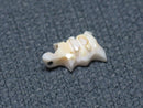 TOKO-BEADS PB005-49 Shell Charm 10mm PB005-49 シェルチャーム（カメ） 10mm Asian bead & African bead  Handmade,Lampeork,bead,asia,india,ethnic,parts,accessory,beads とんぼ玉,ビーズ,トンボ玉,アジア,インド,エスニック,手作り,パーツ,アクセサリー