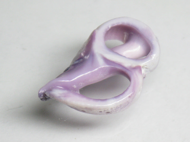 TOKO-BEADS PB006-82 Sliced Shell bead (10g) 22~25mm PB006-82 シェルスライスチャーム 22~25mm Asian bead & African bead  Handmade,Lampeork,bead,asia,india,ethnic,parts,accessory,beads とんぼ玉,ビーズ,トンボ玉,アジア,インド,エスニック,手作り,パーツ,アクセサリー