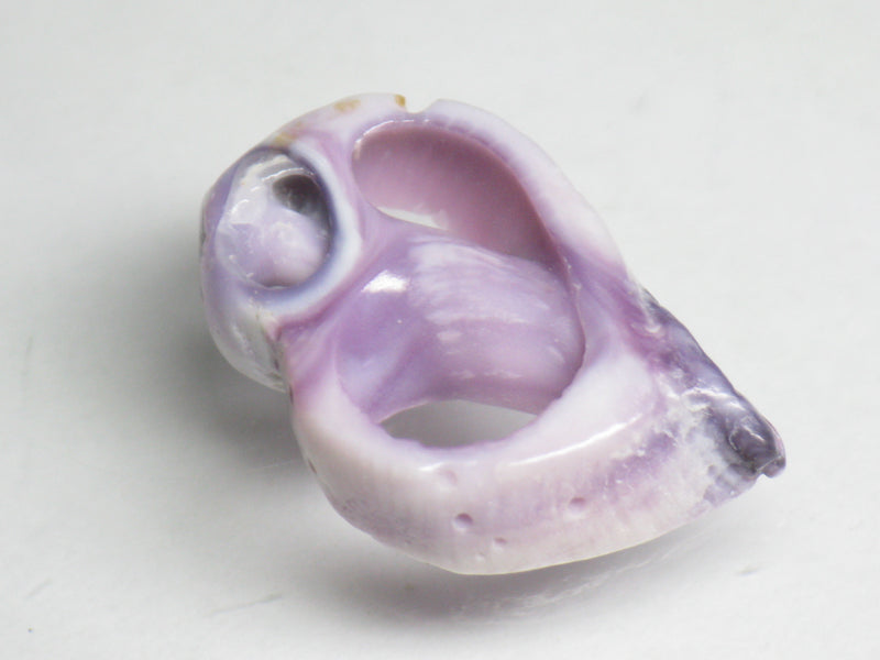 TOKO-BEADS PB006-82 Sliced Shell bead (10g) 22~25mm PB006-82 シェルスライスチャーム 22~25mm Asian bead & African bead  Handmade,Lampeork,bead,asia,india,ethnic,parts,accessory,beads とんぼ玉,ビーズ,トンボ玉,アジア,インド,エスニック,手作り,パーツ,アクセサリー