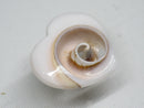 TOKO-BEADS | TOKO-BEADS |PB007-30 シェルチャーム 20~21mm | TOKO-BEADS |PB007-30 Shell Charm 20~21mm Asian bead & African bead  Handmade,Lampeork,bead,asia,india,ethnic,parts,accessory,beads とんぼ玉,ビーズ,トンボ玉,アジア,インド,エスニック,手作り,パーツ,アクセサリー