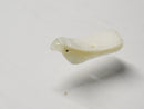 TOKO-BEADS | TOKO-BEADS |PB007-91S シェルチャーム（鳥）  14~18mm | TOKO-BEADS |PB007-91S Shell Charm  14~18mm Asian bead & African bead  Handmade,Lampeork,bead,asia,india,ethnic,parts,accessory,beads とんぼ玉,ビーズ,トンボ玉,アジア,インド,エスニック,手作り,パーツ,アクセサリー