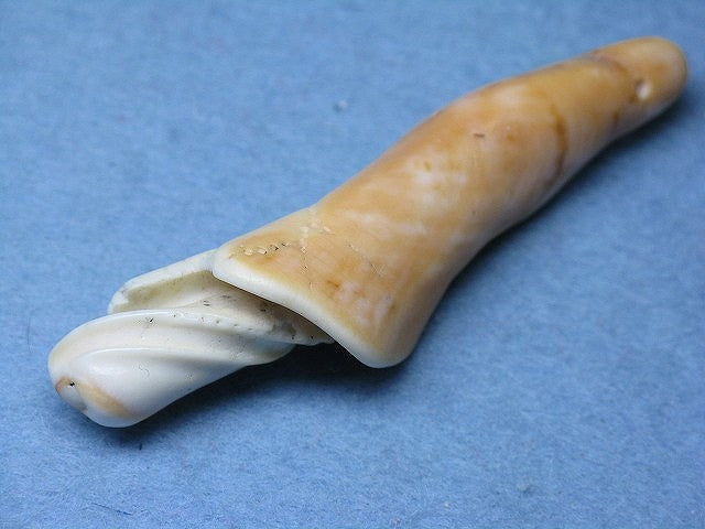 TOKO-BEADS PB008-42 Beach Shell Charm 63.5mm PB008-42 ビーチシェルチャーム 63.5mm Asian bead & African bead  Handmade,Lampeork,bead,asia,india,ethnic,parts,accessory,beads とんぼ玉,ビーズ,トンボ玉,アジア,インド,エスニック,手作り,パーツ,アクセサリー