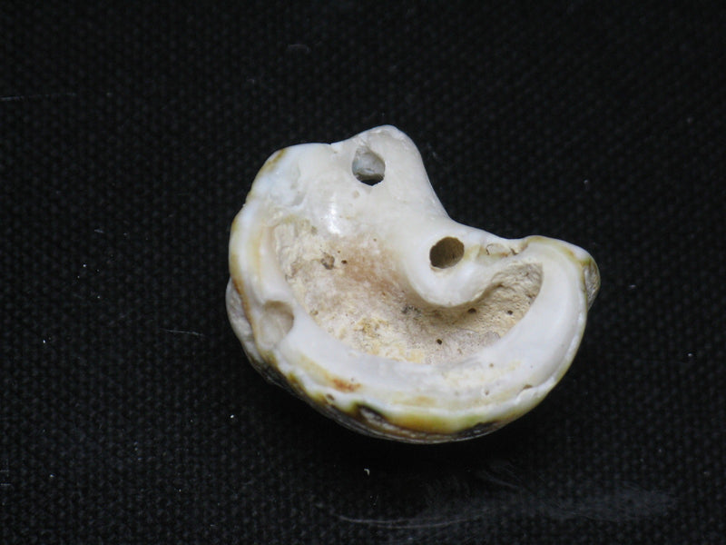 TOKO-BEADS PB008-50 Beach Shell Charm 24mm PB008-50 ビーチシェルチャーム 24mm Asian bead & African bead  Handmade,Lampeork,bead,asia,india,ethnic,parts,accessory,beads とんぼ玉,ビーズ,トンボ玉,アジア,インド,エスニック,手作り,パーツ,アクセサリー
