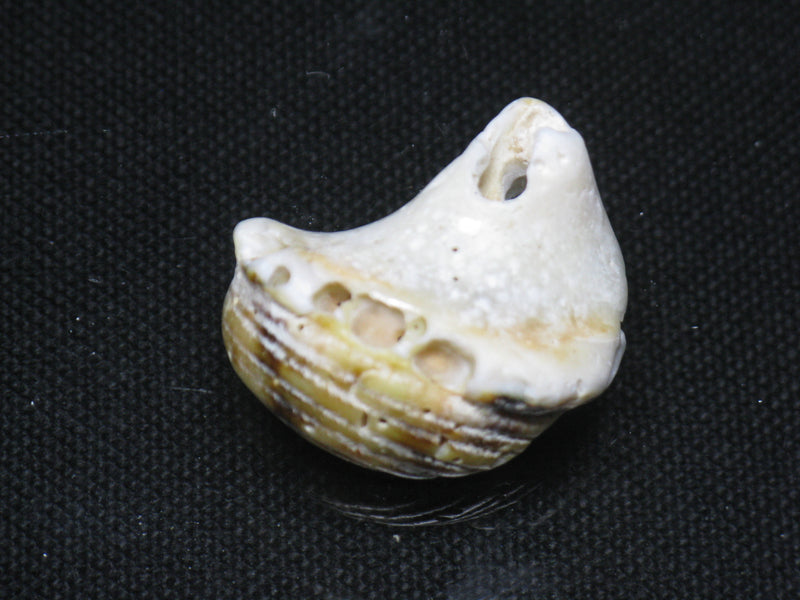 TOKO-BEADS PB008-50 Beach Shell Charm 24mm PB008-50 ビーチシェルチャーム 24mm Asian bead & African bead  Handmade,Lampeork,bead,asia,india,ethnic,parts,accessory,beads とんぼ玉,ビーズ,トンボ玉,アジア,インド,エスニック,手作り,パーツ,アクセサリー