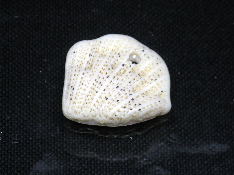 TOKO-BEADS PB008-51 Beach Shell Charm 24mm PB008-51 ビーチシェルチャーム 24mm Asian bead & African bead  Handmade,Lampeork,bead,asia,india,ethnic,parts,accessory,beads とんぼ玉,ビーズ,トンボ玉,アジア,インド,エスニック,手作り,パーツ,アクセサリー