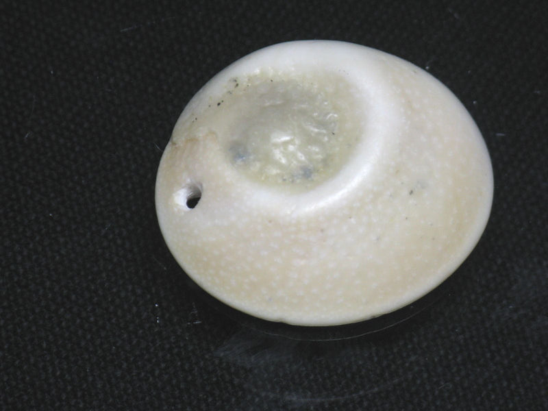 TOKO-BEADS PB008-52 Beach Shell Charm 28mm PB008-52 ビーチシェルチャーム 28mm Asian bead & African bead  Handmade,Lampeork,bead,asia,india,ethnic,parts,accessory,beads とんぼ玉,ビーズ,トンボ玉,アジア,インド,エスニック,手作り,パーツ,アクセサリー