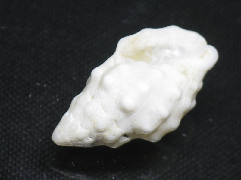 TOKO-BEADS PB008-53 Beach Shell Charm 29mm PB008-53 ビーチシェルチャーム 29mm Asian bead & African bead  Handmade,Lampeork,bead,asia,india,ethnic,parts,accessory,beads とんぼ玉,ビーズ,トンボ玉,アジア,インド,エスニック,手作り,パーツ,アクセサリー