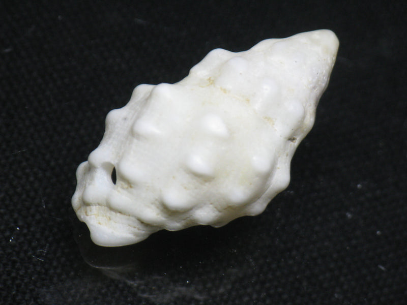 TOKO-BEADS PB008-53 Beach Shell Charm 29mm PB008-53 ビーチシェルチャーム 29mm Asian bead & African bead  Handmade,Lampeork,bead,asia,india,ethnic,parts,accessory,beads とんぼ玉,ビーズ,トンボ玉,アジア,インド,エスニック,手作り,パーツ,アクセサリー
