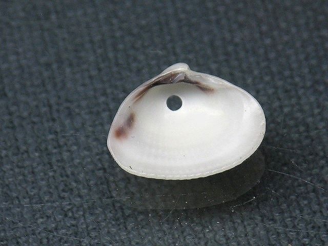 TOKO-BEADS PB008-55 Beach Shell Charm 16mm PB008-55 ビーチシェルチャーム 16mm Asian bead & African bead  Handmade,Lampeork,bead,asia,india,ethnic,parts,accessory,beads とんぼ玉,ビーズ,トンボ玉,アジア,インド,エスニック,手作り,パーツ,アクセサリー