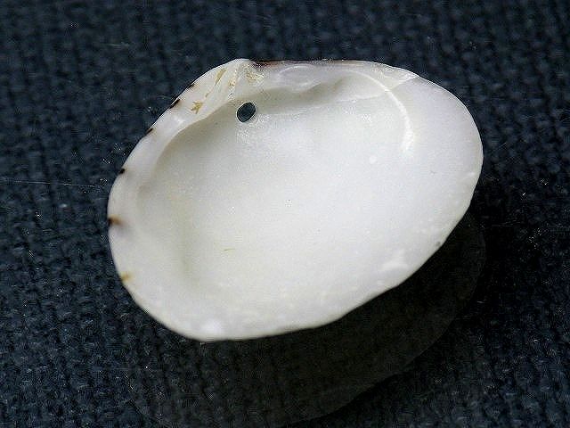 TOKO-BEADS PB008-57 Beach Shell Charm 23mm PB008-57 ビーチシェルチャーム 23mm Asian bead & African bead  Handmade,Lampeork,bead,asia,india,ethnic,parts,accessory,beads とんぼ玉,ビーズ,トンボ玉,アジア,インド,エスニック,手作り,パーツ,アクセサリー