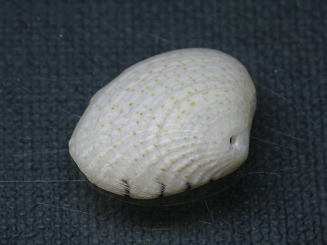 TOKO-BEADS PB008-57 Beach Shell Charm 23mm PB008-57 ビーチシェルチャーム 23mm Asian bead & African bead  Handmade,Lampeork,bead,asia,india,ethnic,parts,accessory,beads とんぼ玉,ビーズ,トンボ玉,アジア,インド,エスニック,手作り,パーツ,アクセサリー